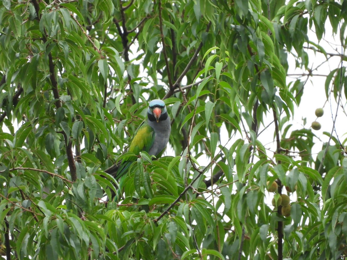 Derbyan Parakeet - ML644013493