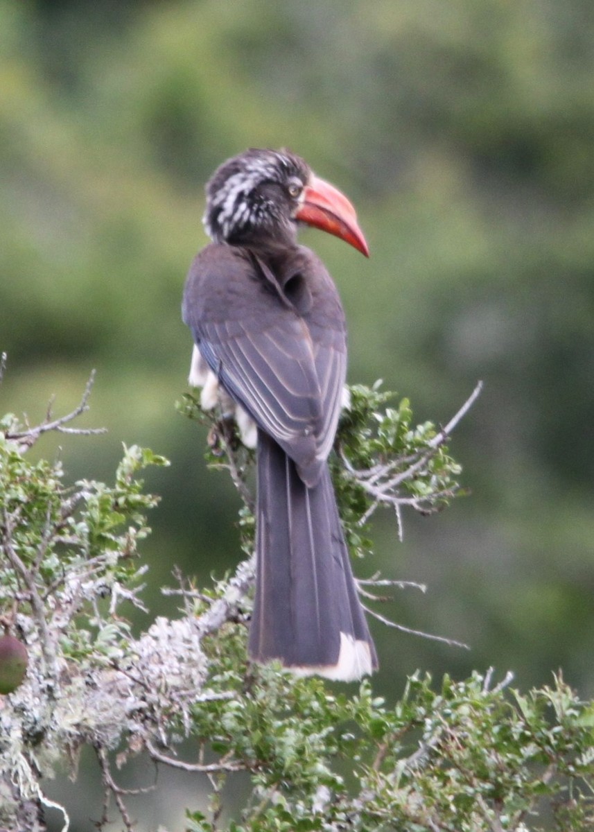 Crowned Hornbill - ML644013495