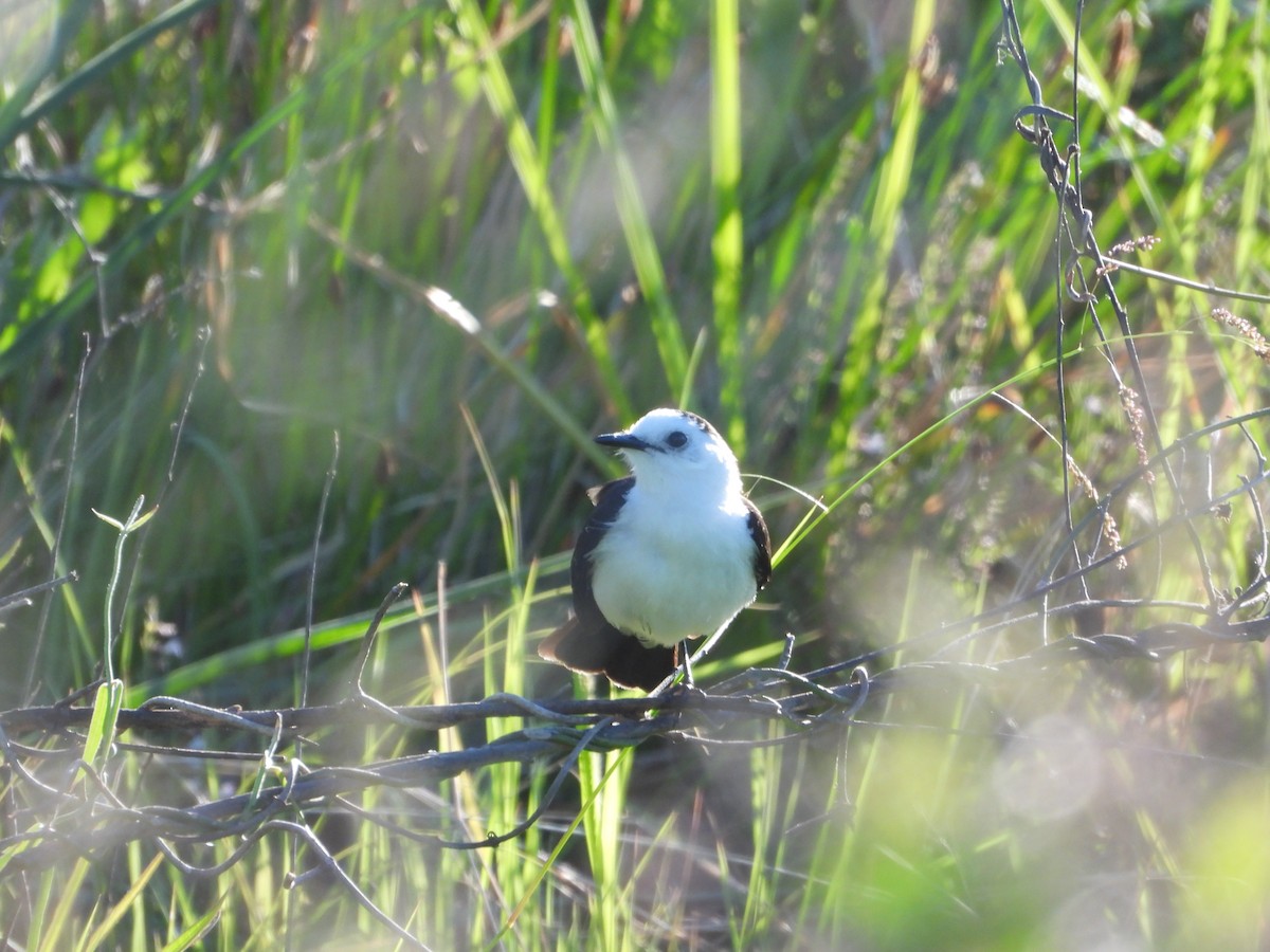 Черноспинный мухолов - ML644013499