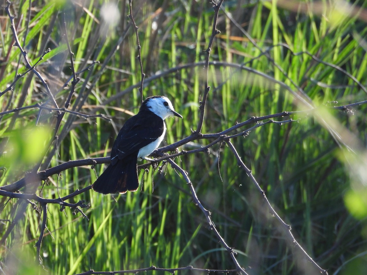 Черноспинный мухолов - ML644013500