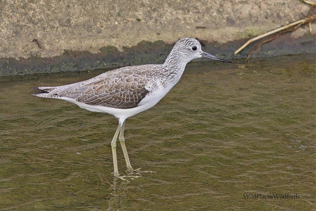 Common Greenshank - ML644013503
