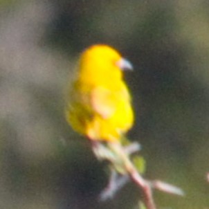 African Golden-Weaver - ML644013518
