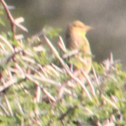 African Golden-Weaver - ML644013525