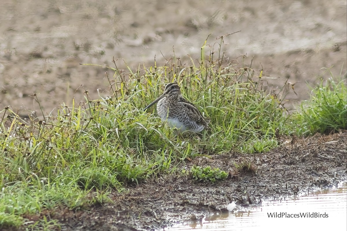 Common Snipe - ML644013527
