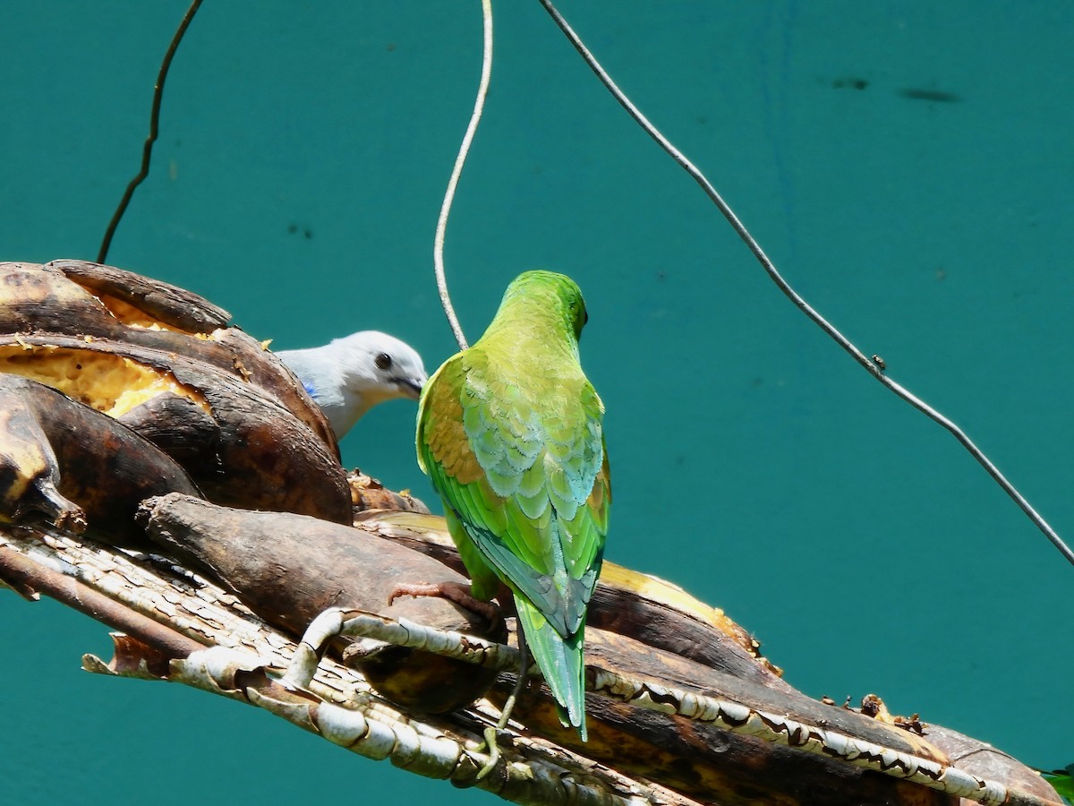 Orange-chinned Parakeet - ML644013530