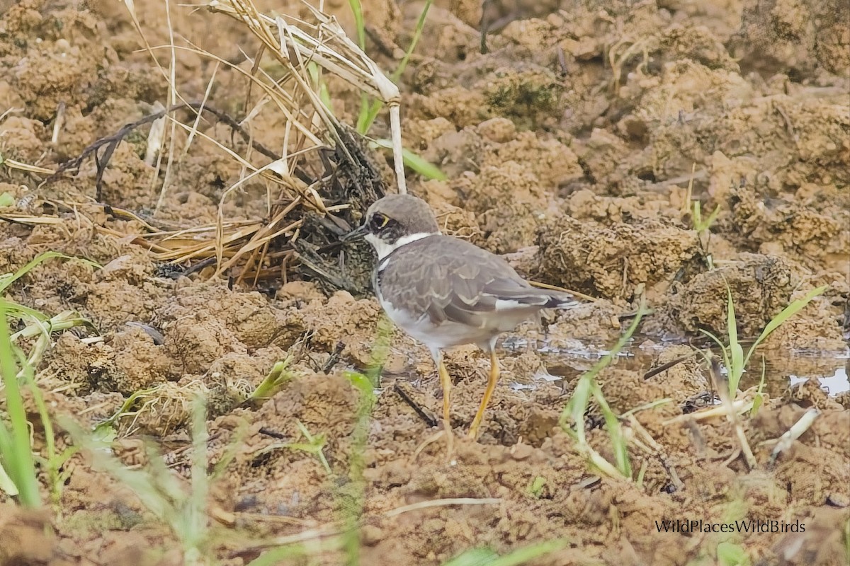 Little Ringed Plover - ML644013531