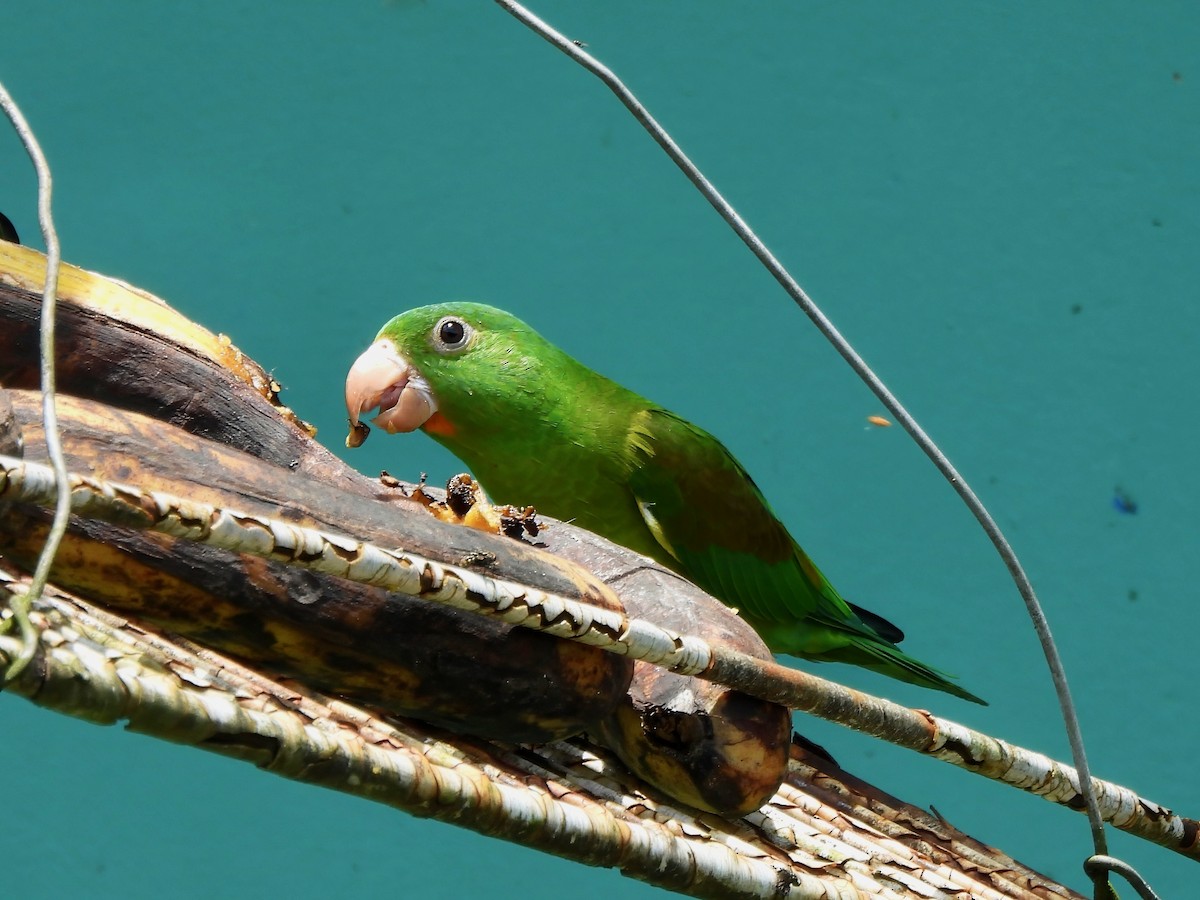 Orange-chinned Parakeet - ML644013537