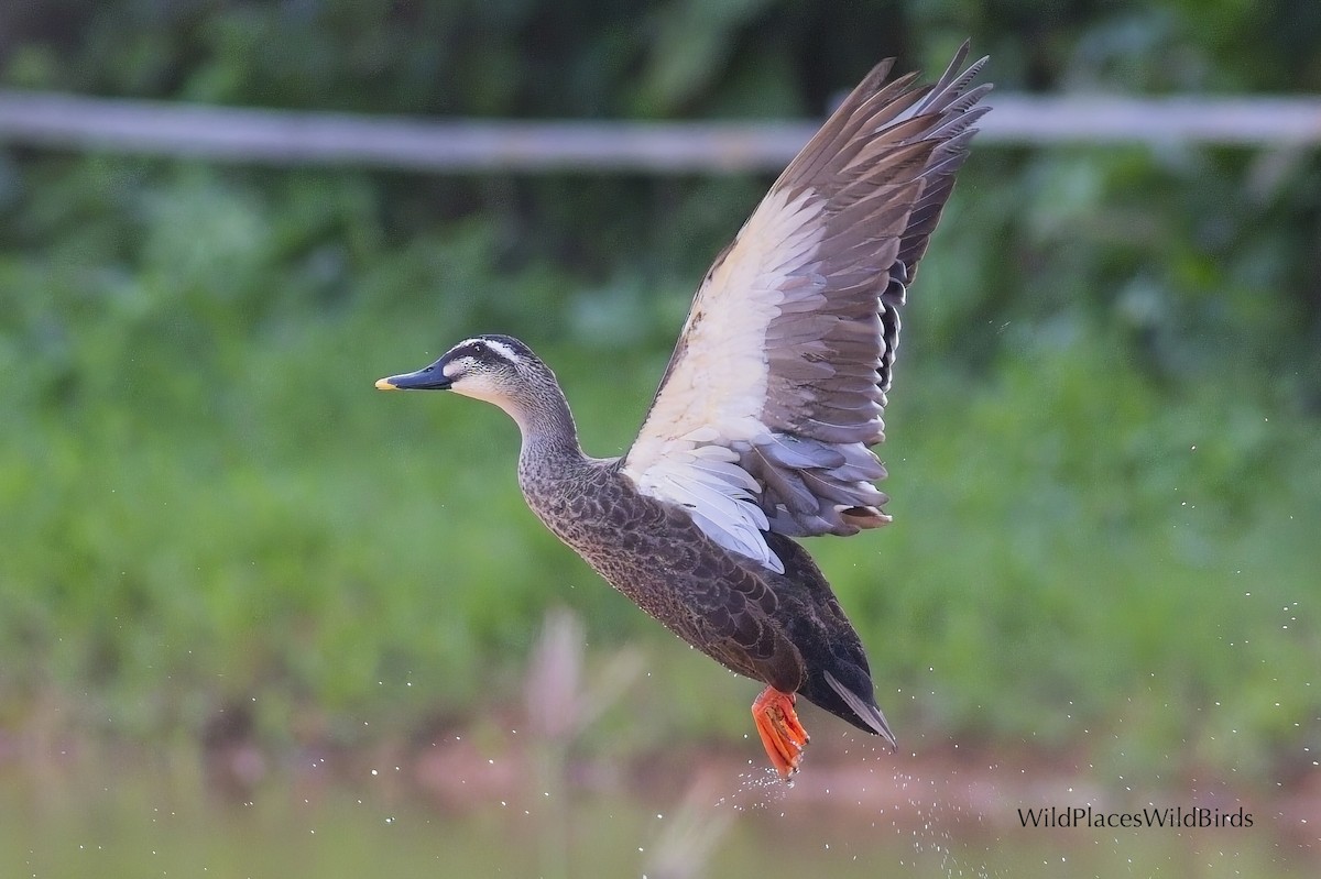Eastern Spot-billed Duck - ML644013562