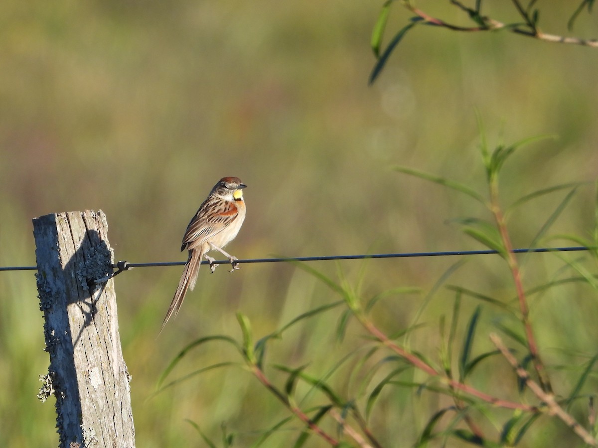 Chotoy Spinetail - ML644013566