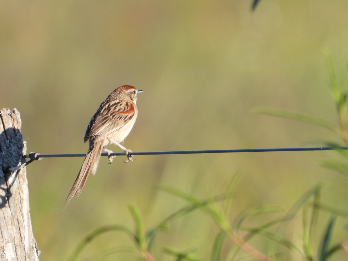 Chotoy Spinetail - ML644013567