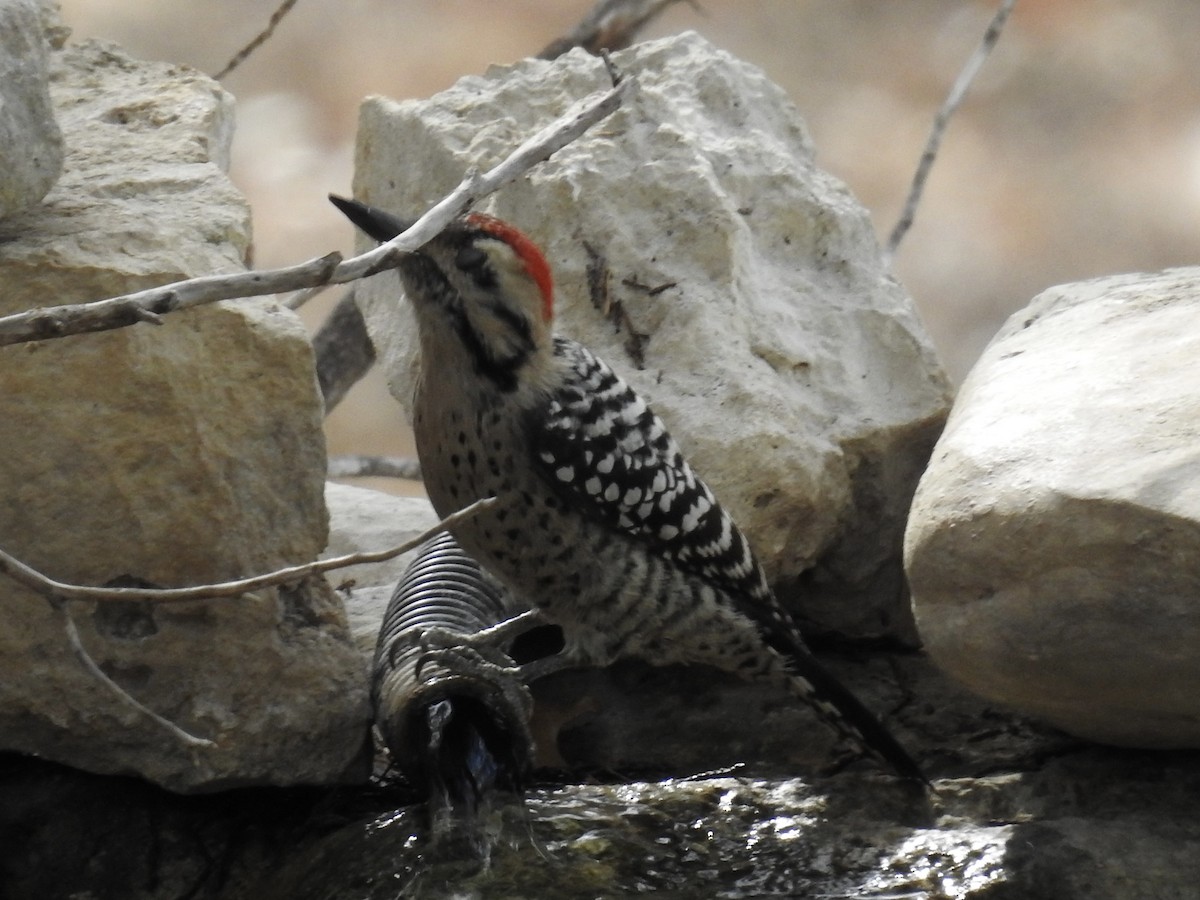 Ladder-backed Woodpecker - ML644013568