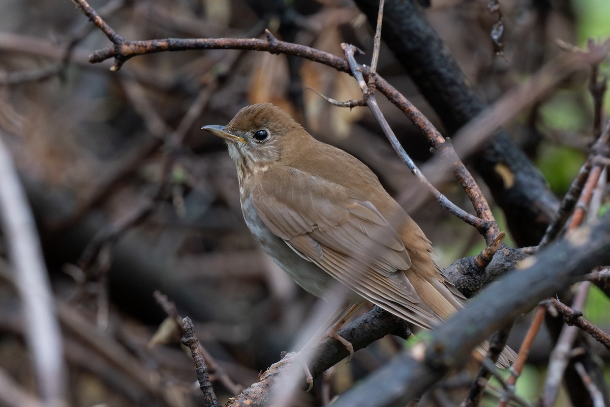 Veery - ML644013579