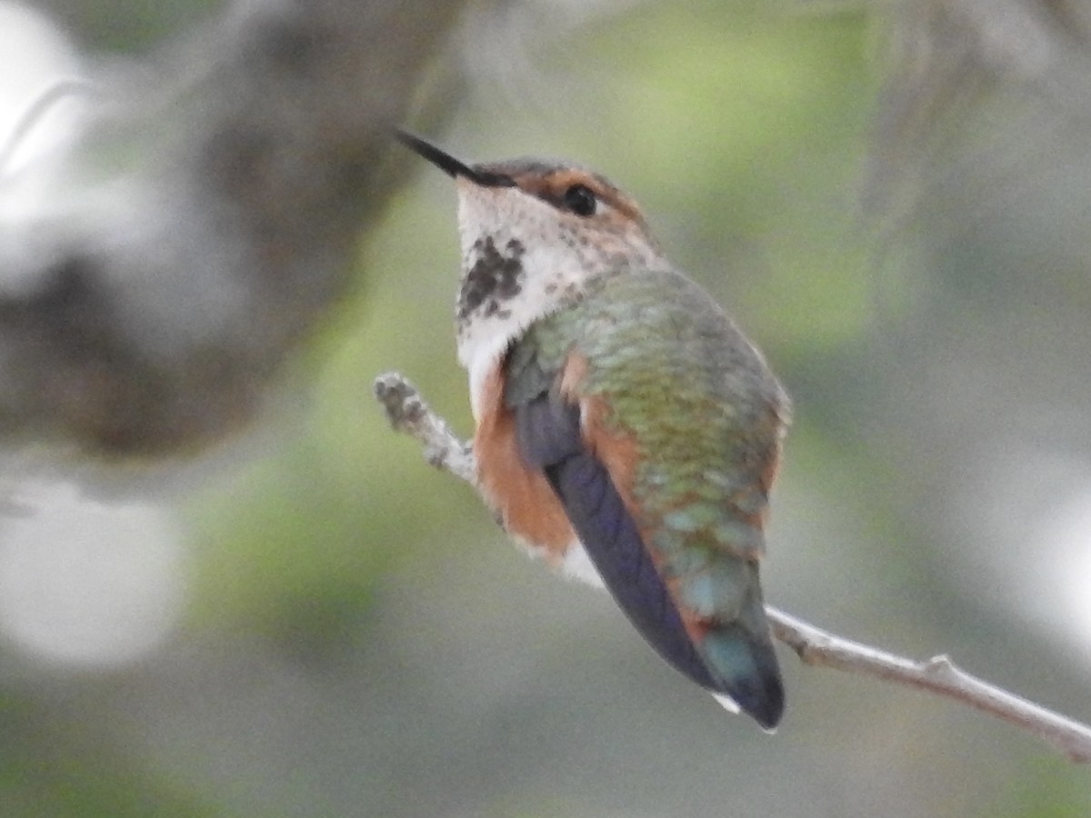 Rufous Hummingbird - ML644013583