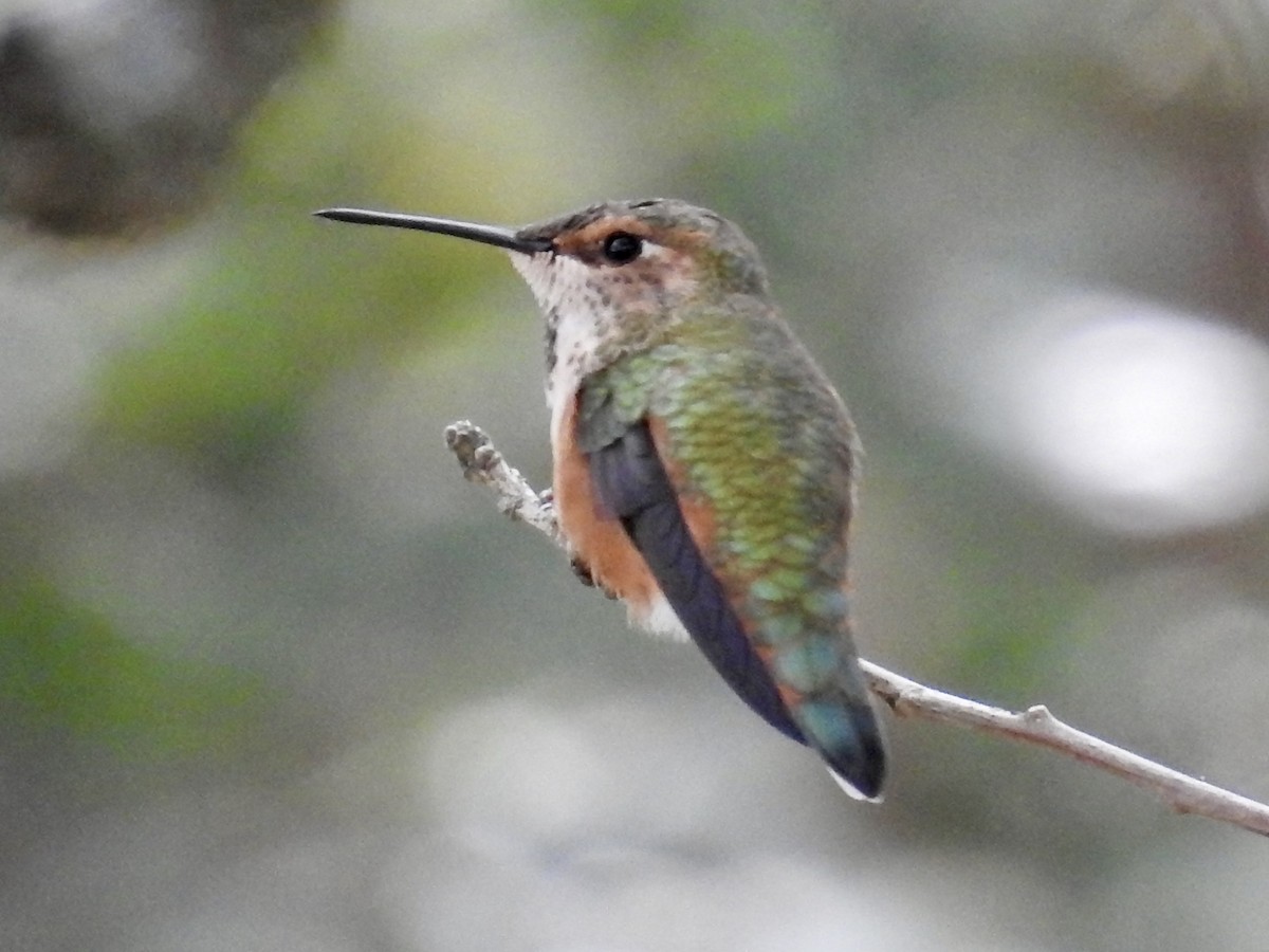 Rufous Hummingbird - ML644013584