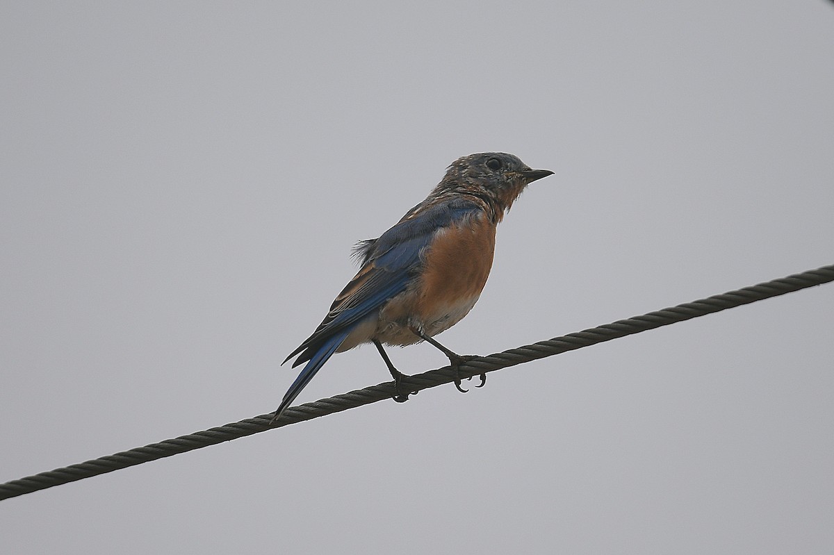 Eastern Bluebird - ML644013585