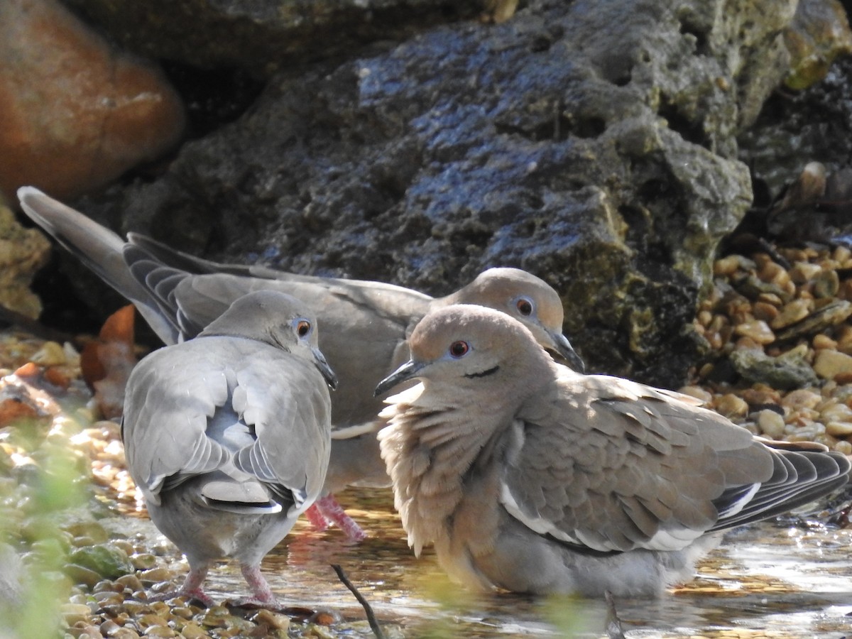 White-winged Dove - ML644013596