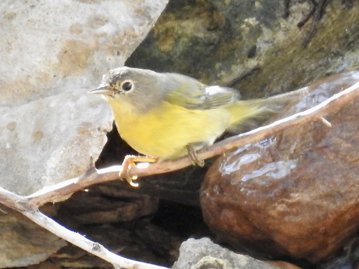 Nashville Warbler - ML644013598