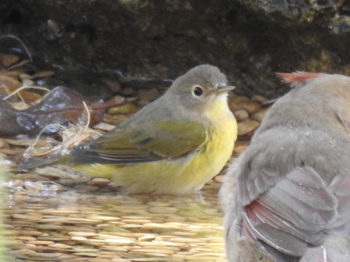 Nashville Warbler - ML644013601