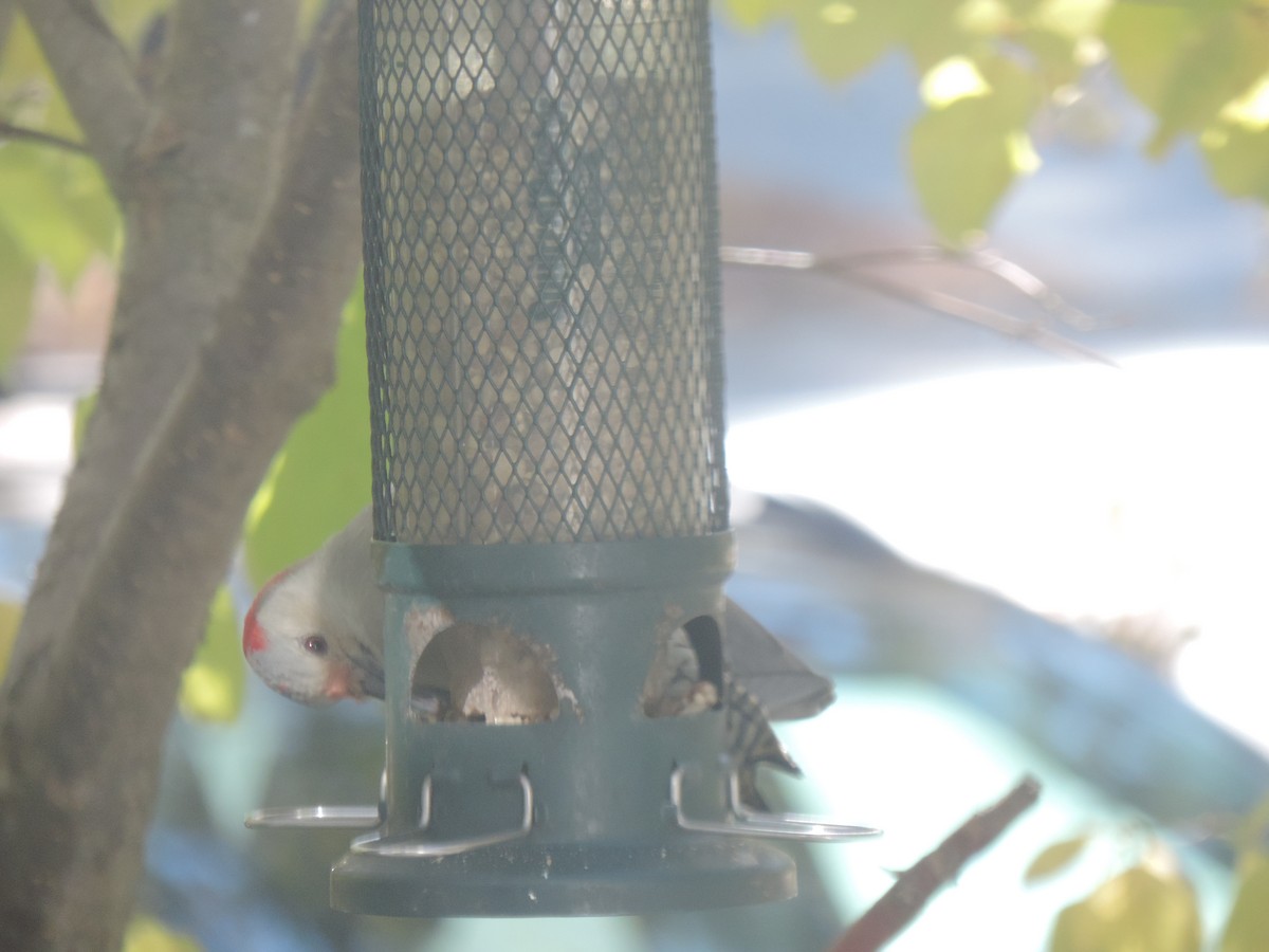 Red-bellied Woodpecker - ML644013603