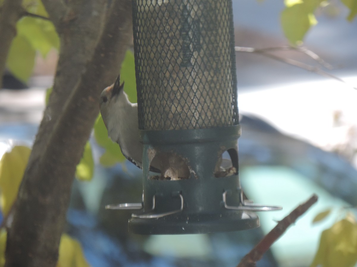 Red-bellied Woodpecker - ML644013604