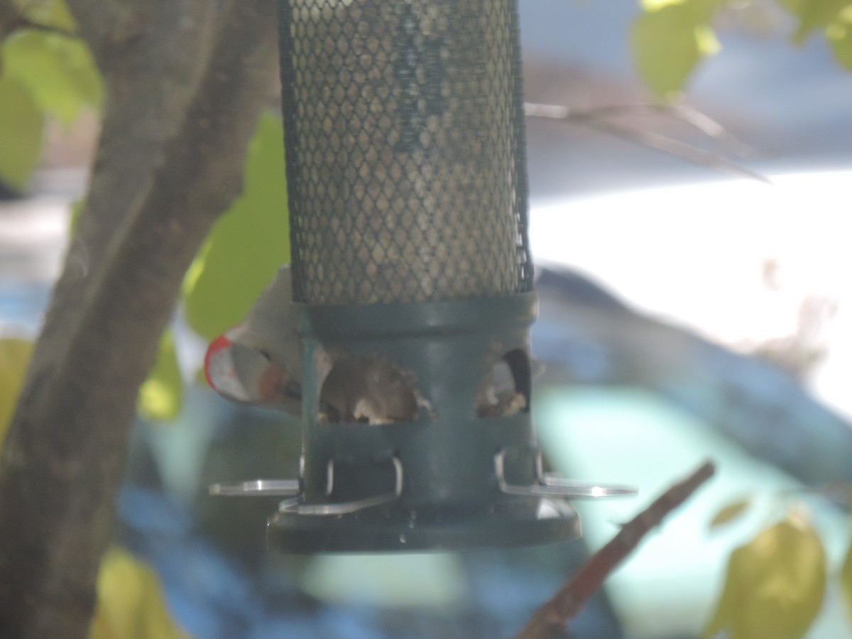 Red-bellied Woodpecker - ML644013605