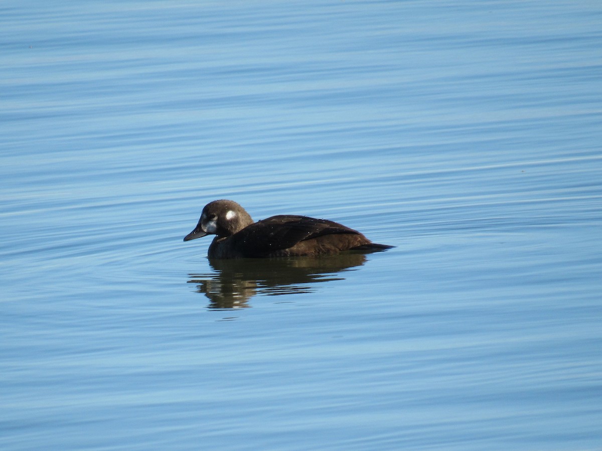 Harlequin Duck - ML644013606