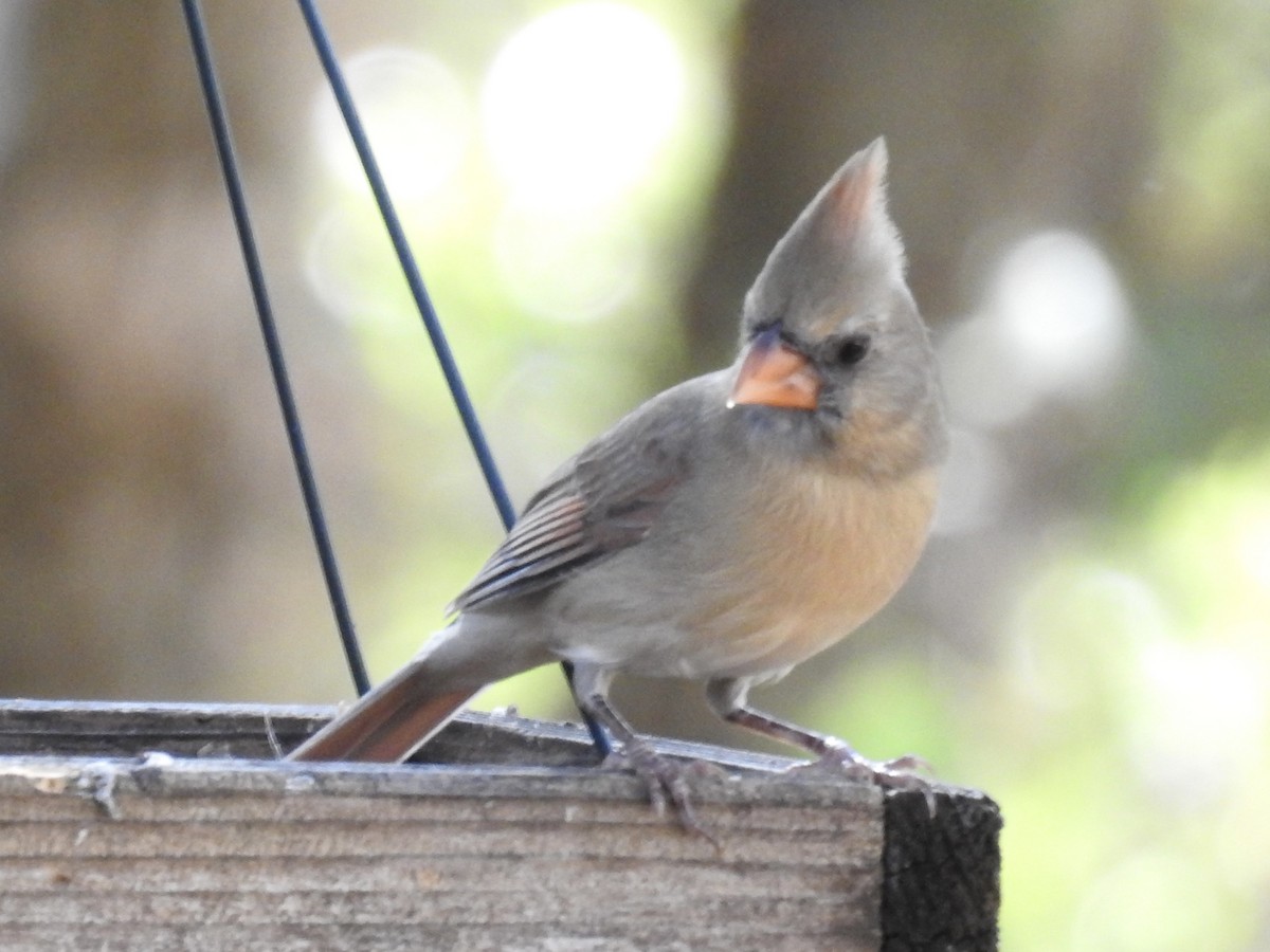 Northern Cardinal - ML644013608