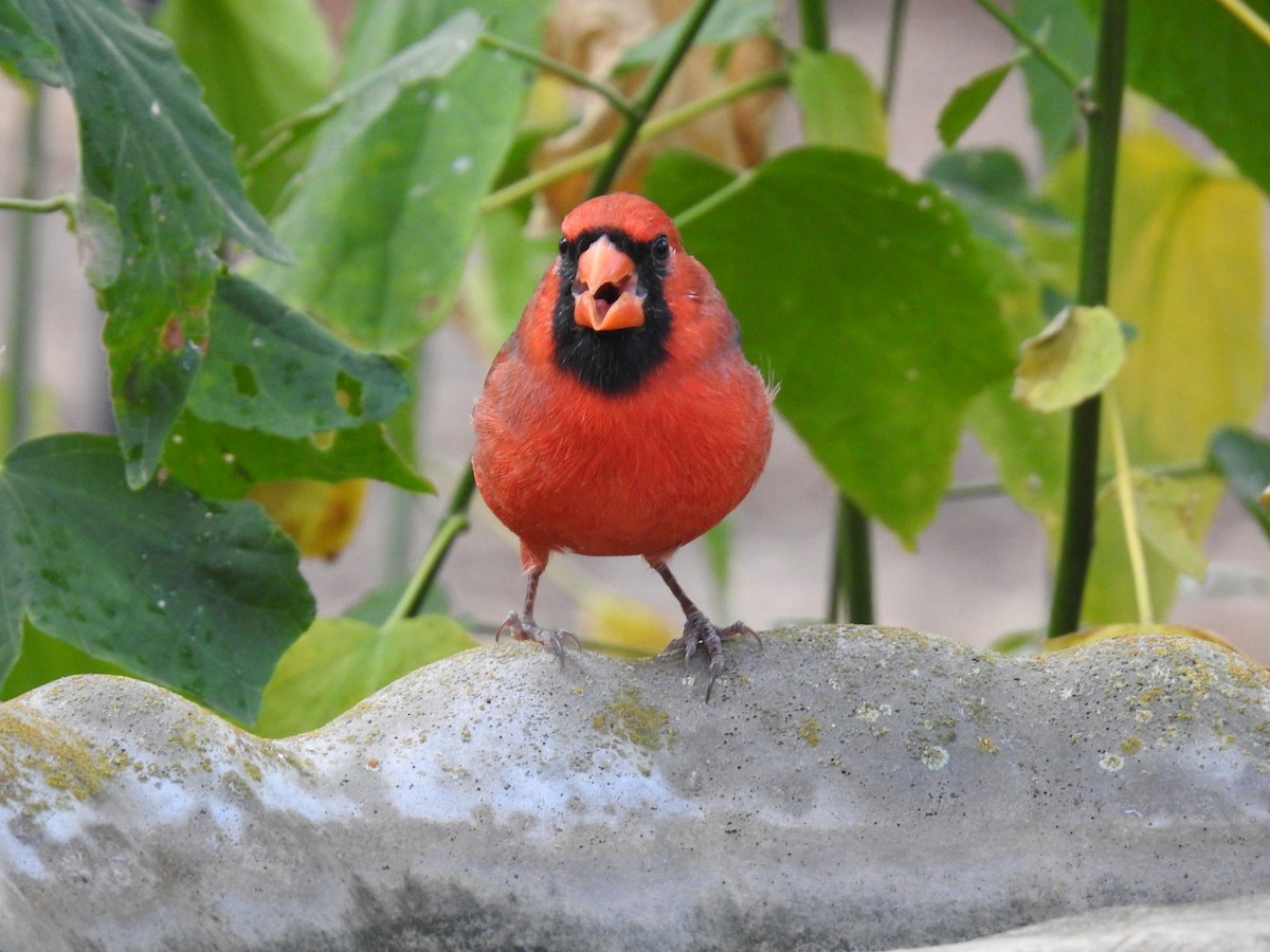 Northern Cardinal - ML644013611