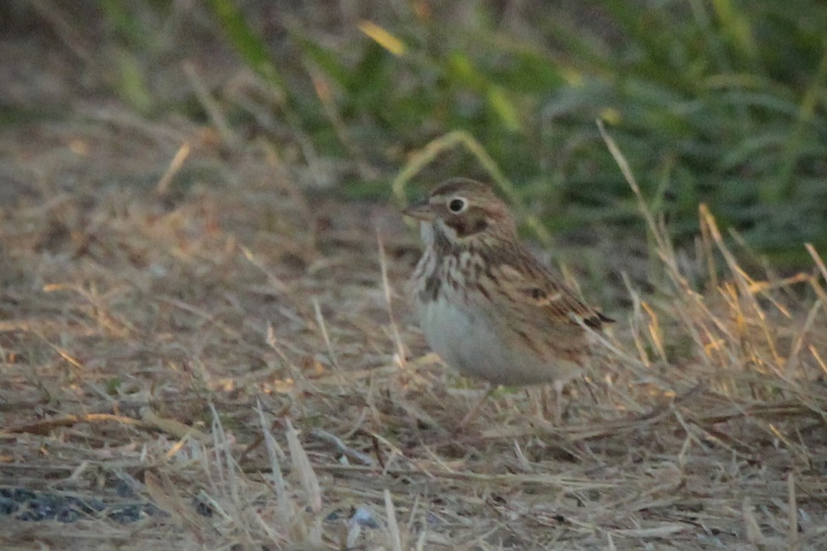 Vesper Sparrow - ML644013646