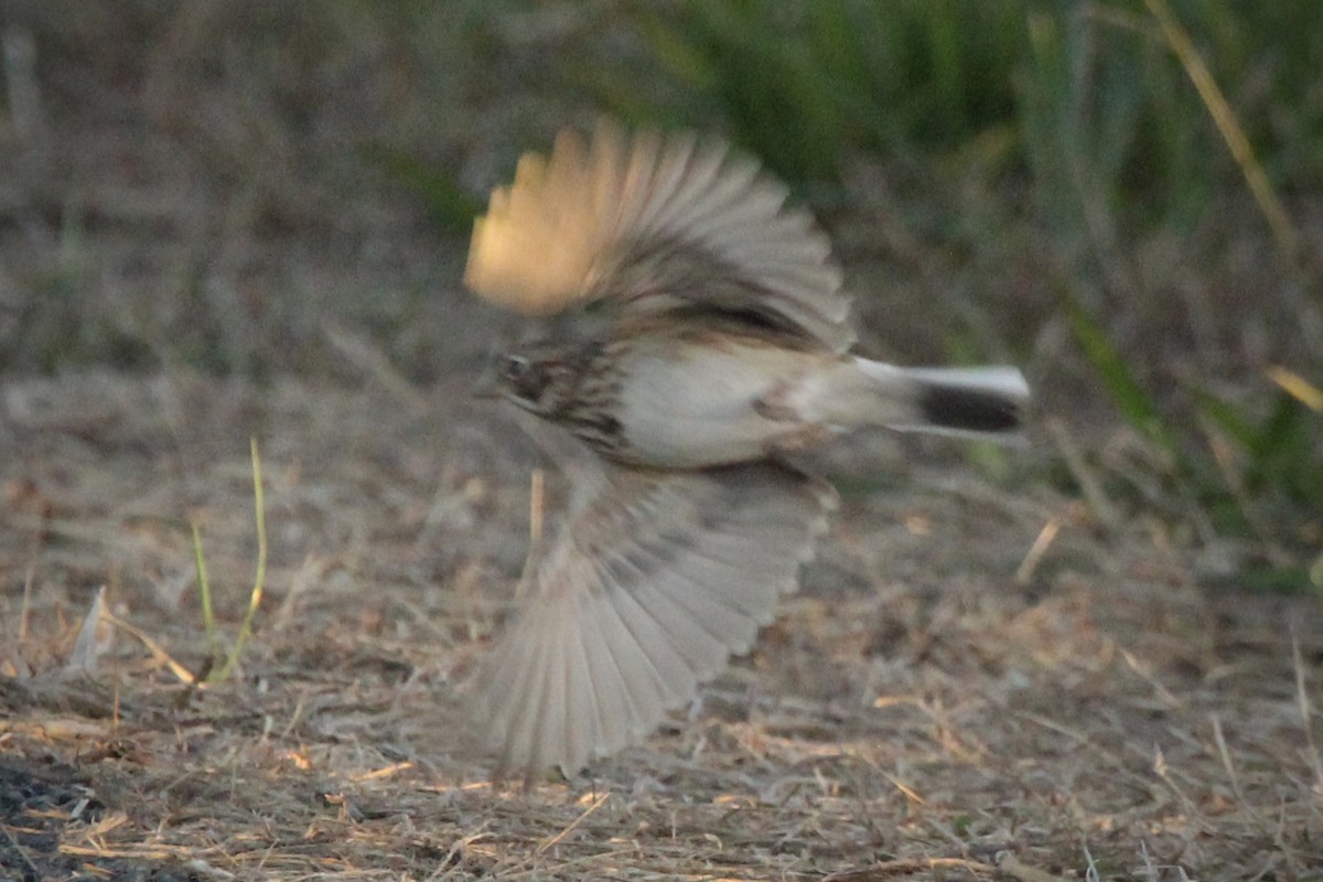 Vesper Sparrow - ML644013647