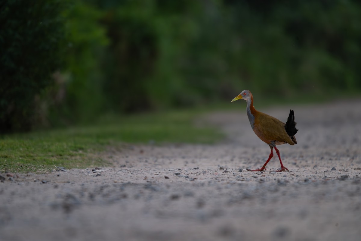 Giant Wood-Rail - ML644013648