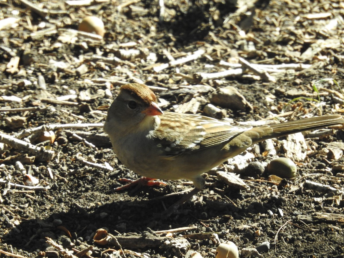 White-crowned Sparrow - ML644013650
