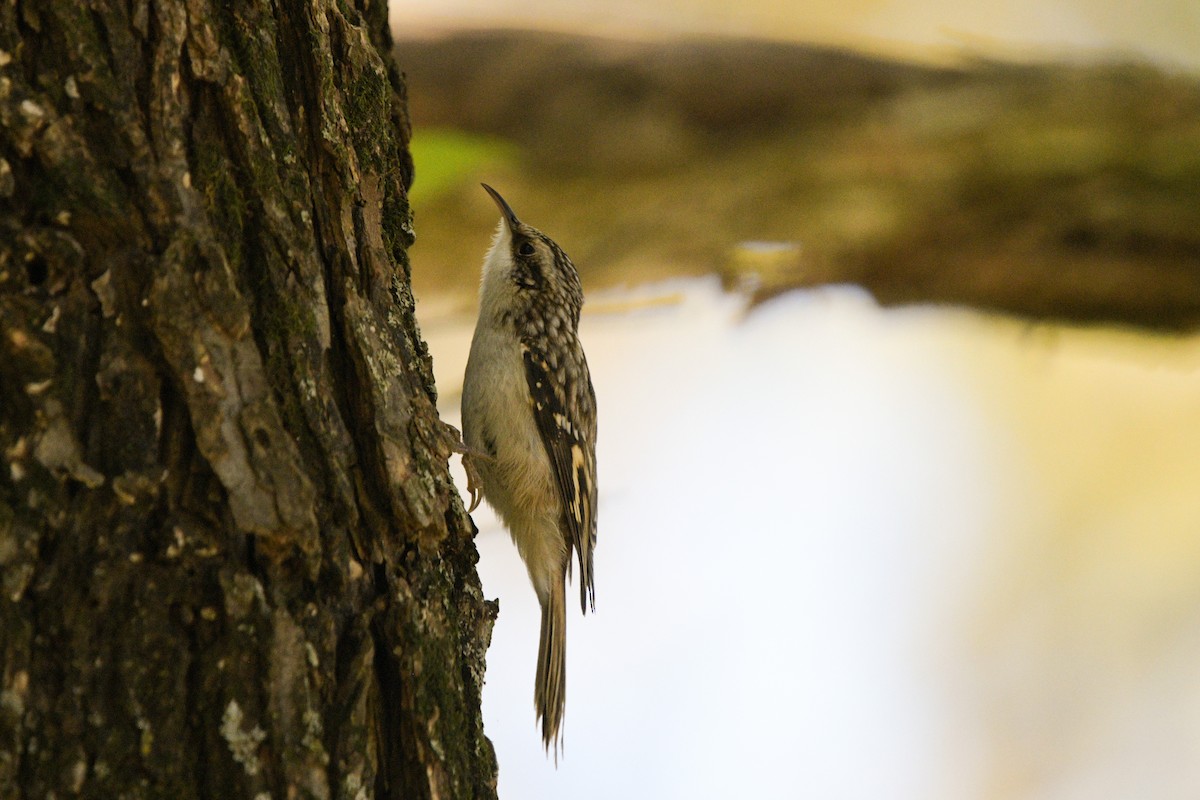 Brown Creeper - ML644013651
