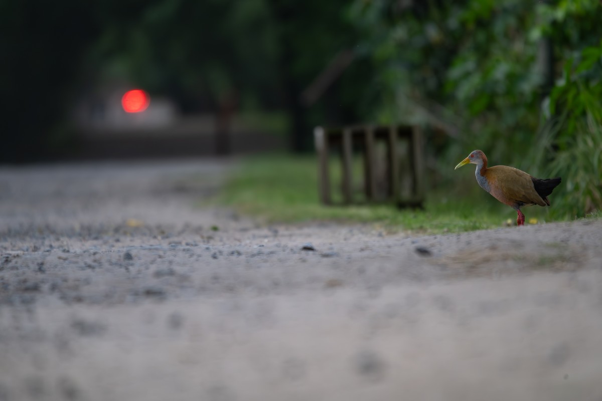 Giant Wood-Rail - ML644013652