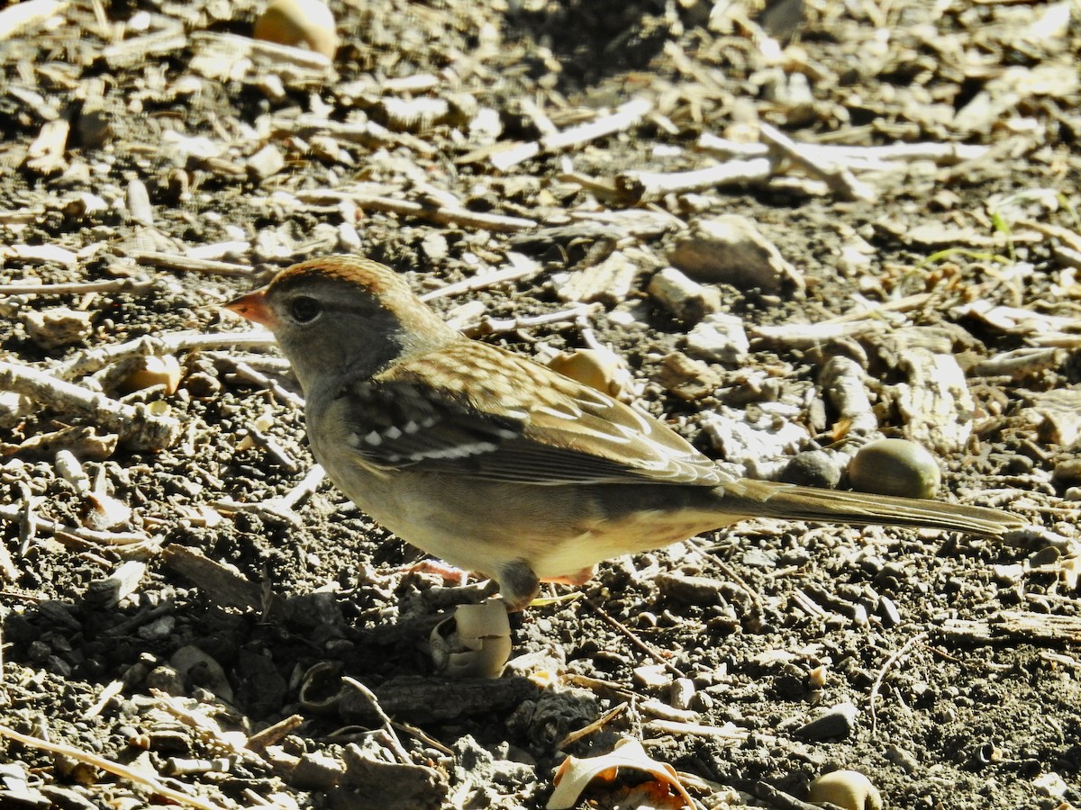 White-crowned Sparrow - ML644013655