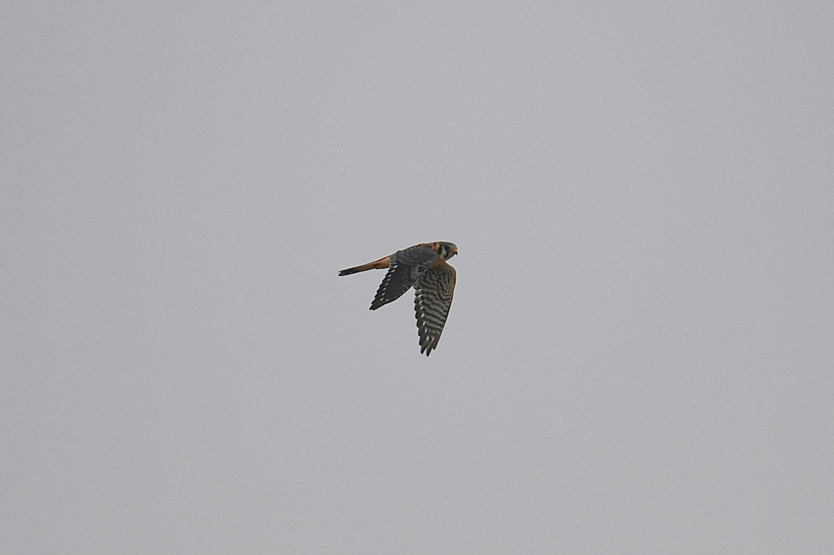 American Kestrel - ML644013656