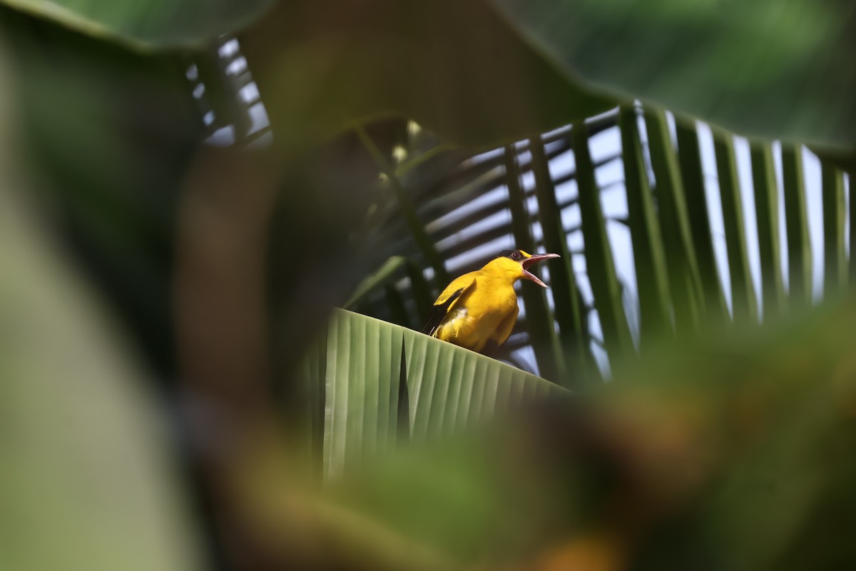 Black-naped Oriole - ML644013657