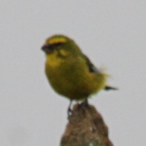 Serin soufré - ML644013658