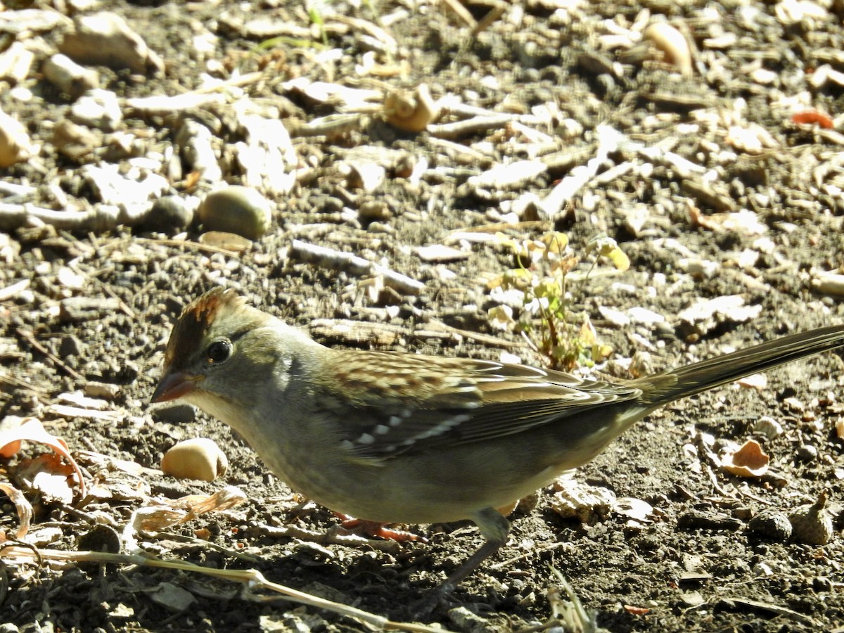 White-crowned Sparrow - ML644013659