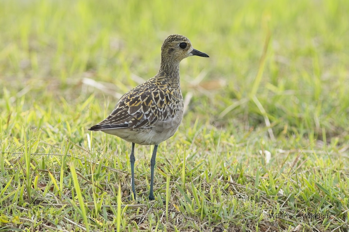Pacific Golden-Plover - ML644013660