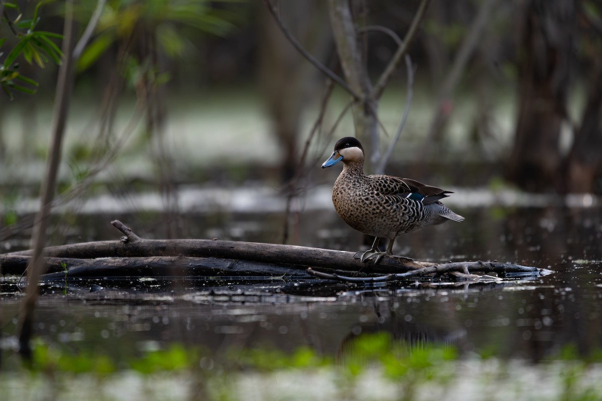 Silver Teal - ML644013668