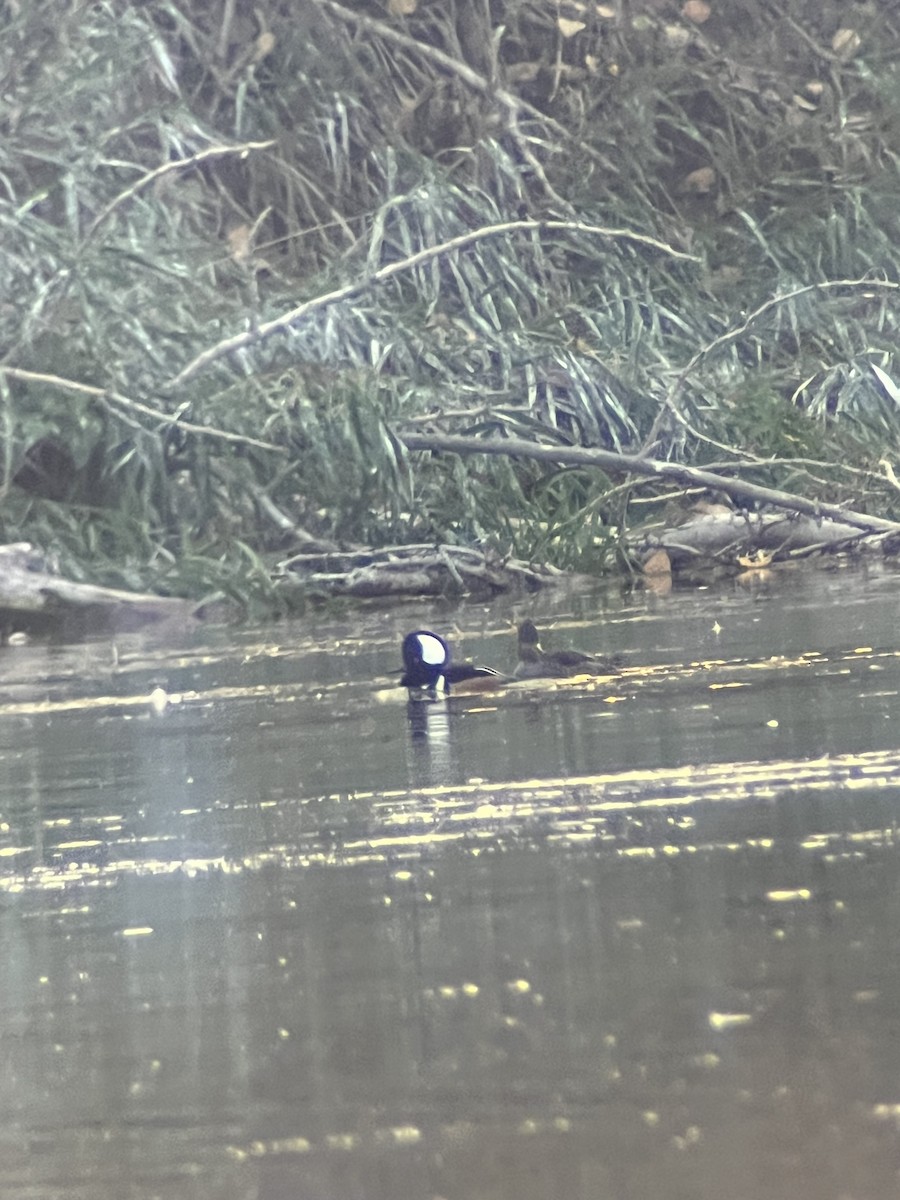 Hooded Merganser - ML644013670