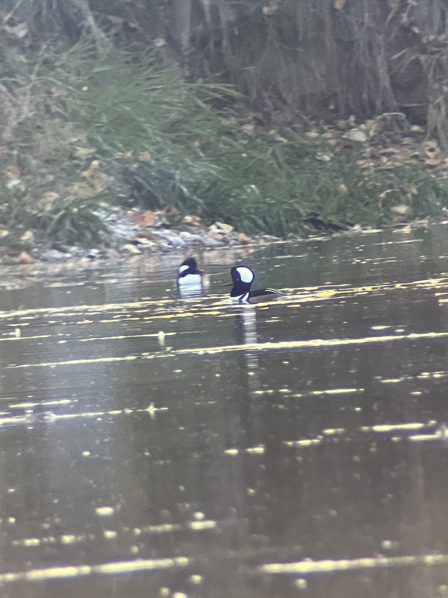 Hooded Merganser - ML644013671
