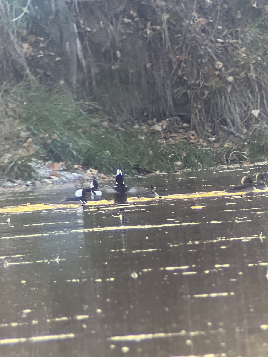 Hooded Merganser - ML644013672