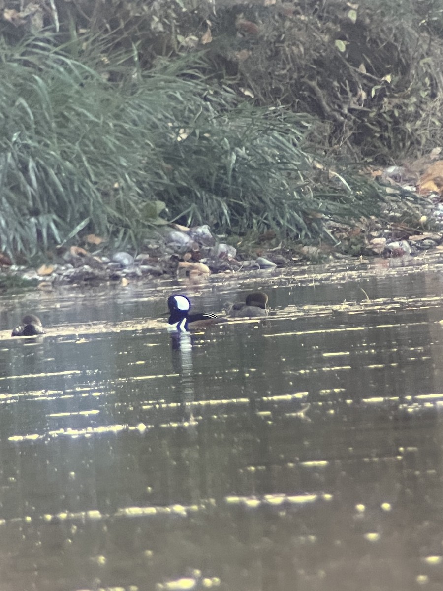 Hooded Merganser - ML644013673