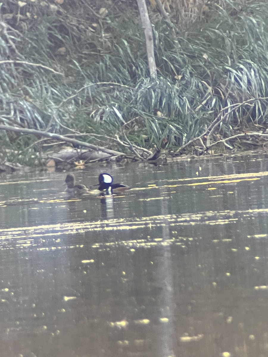 Hooded Merganser - ML644013674
