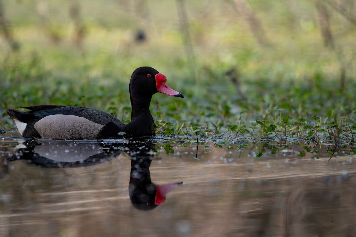 Rosy-billed Pochard - ML644013675
