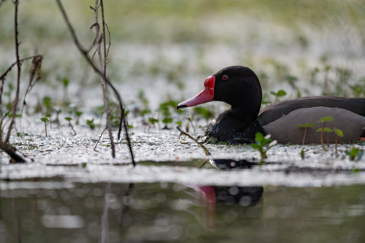 Rosy-billed Pochard - ML644013676