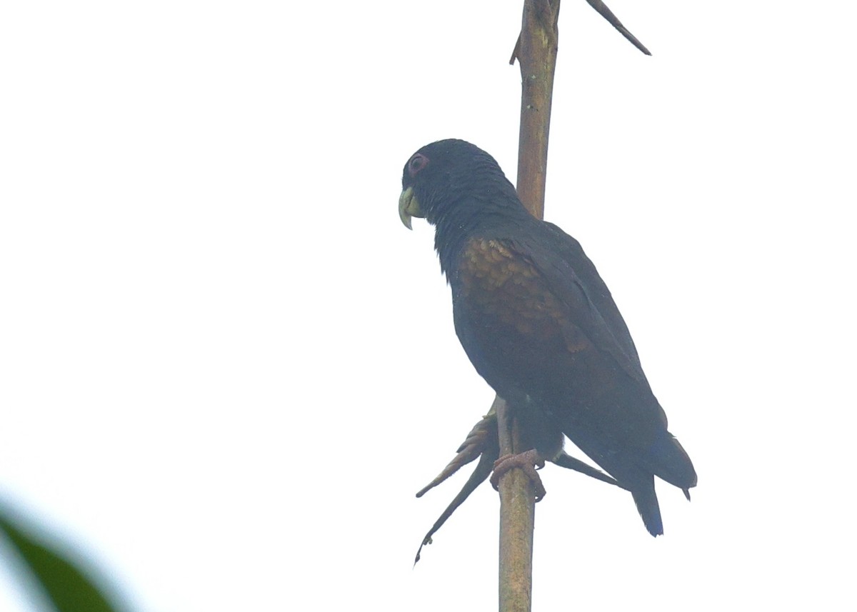 ドウバネインコ - ML644013680
