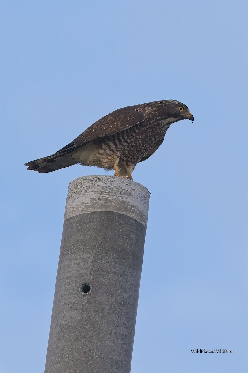 Gray-faced Buzzard - ML644013681